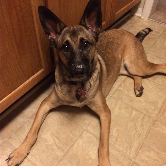 Meet your Posher ♠️🐕🐾🌸🦄 - Picture 8 of 15